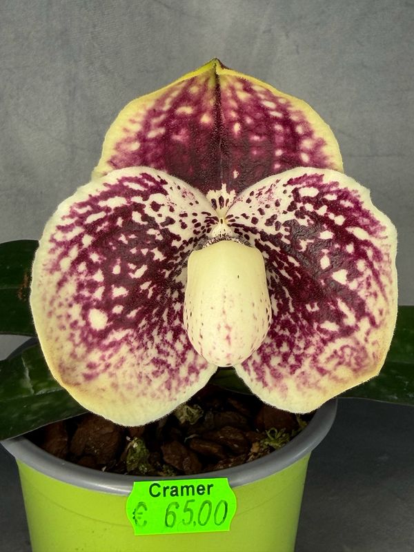 Paphiopedilum leucochilum #2 Paphiopedilum leucochilum #2