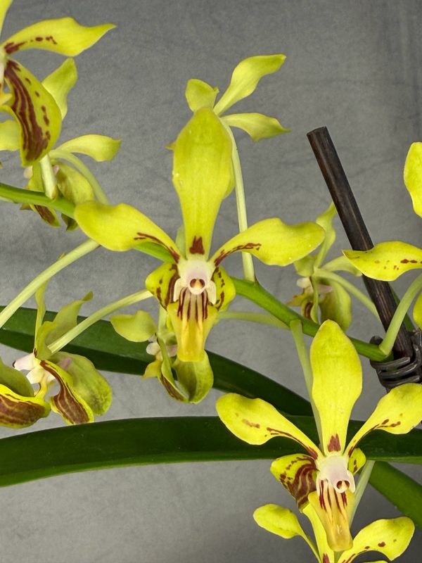 Vanda lamellata Vanda lamellata