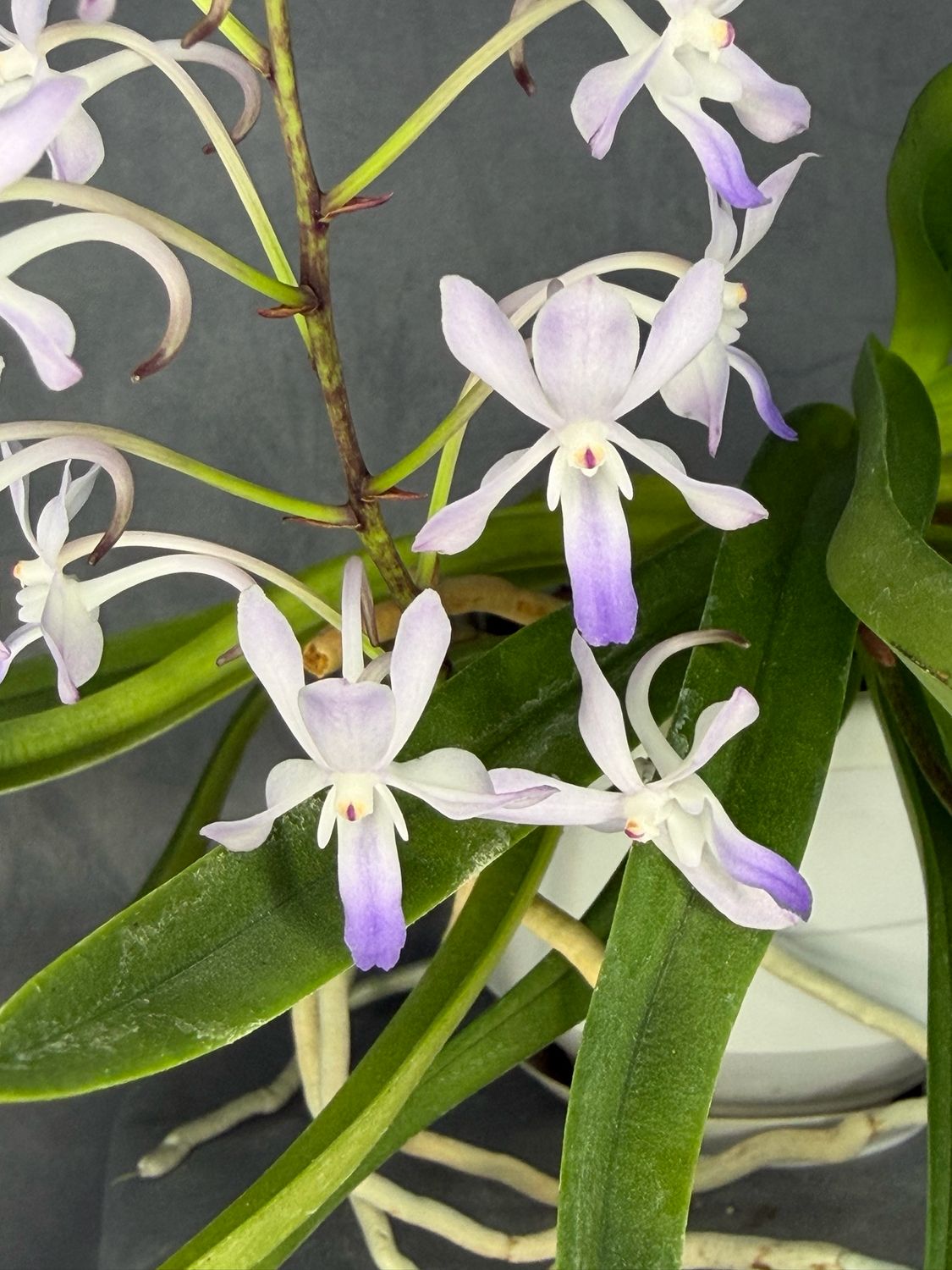Vanda Lou Sneary Vanda Lou Sneary