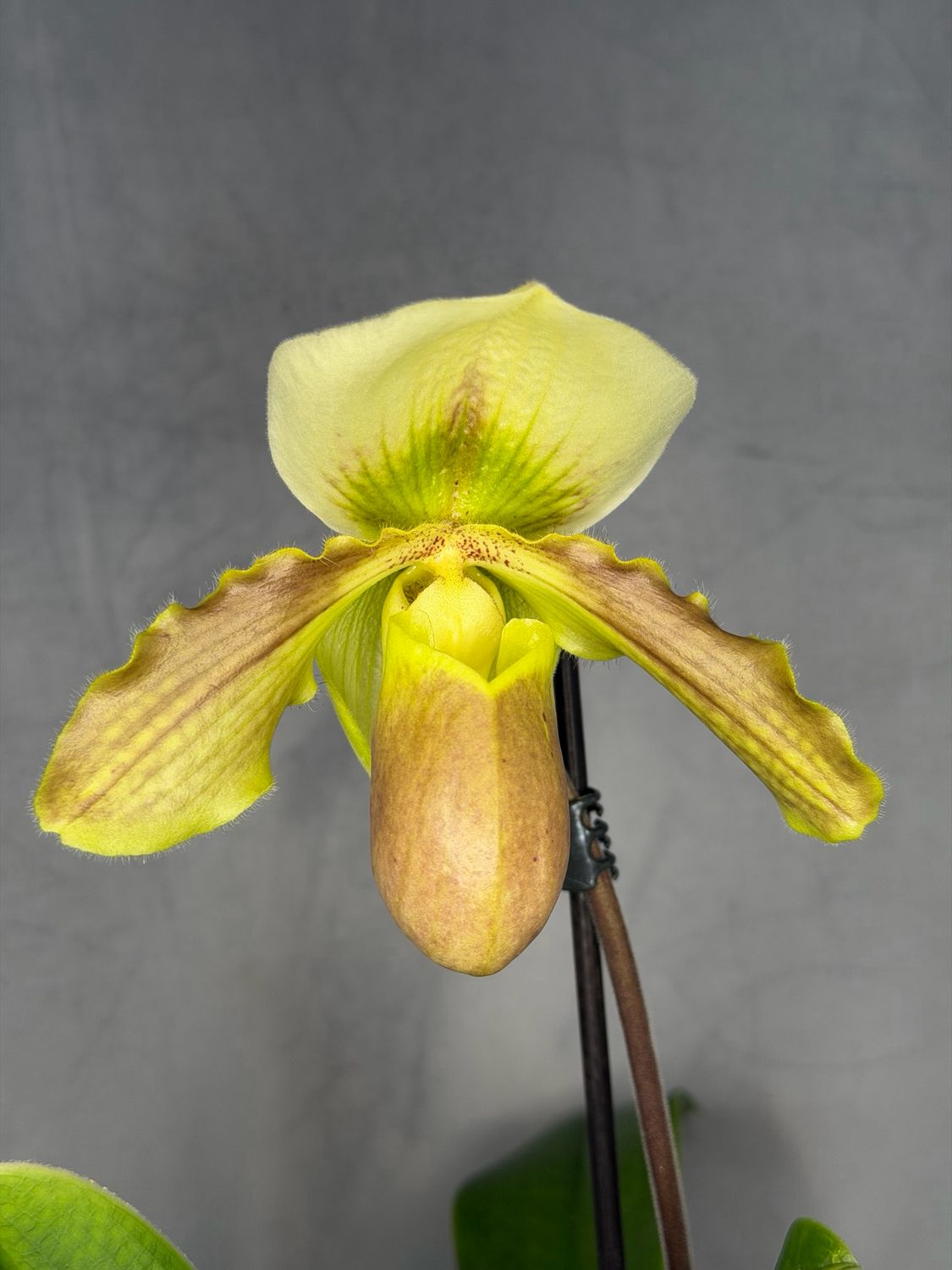 Paphiopedilum Hybride Paphiopedilum Hybride