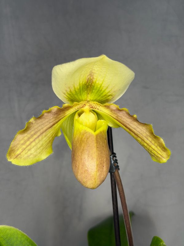 Paphiopedilum Hybride Paphiopedilum Hybride