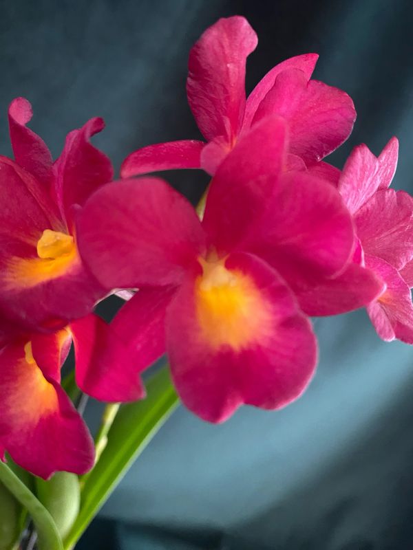 Guaritonia (Cattleytonia) Why Not 'Roundabout' AM/AOS Guaritonia (Cattleytonia) Why Not 'Roundabout' AM/AOS