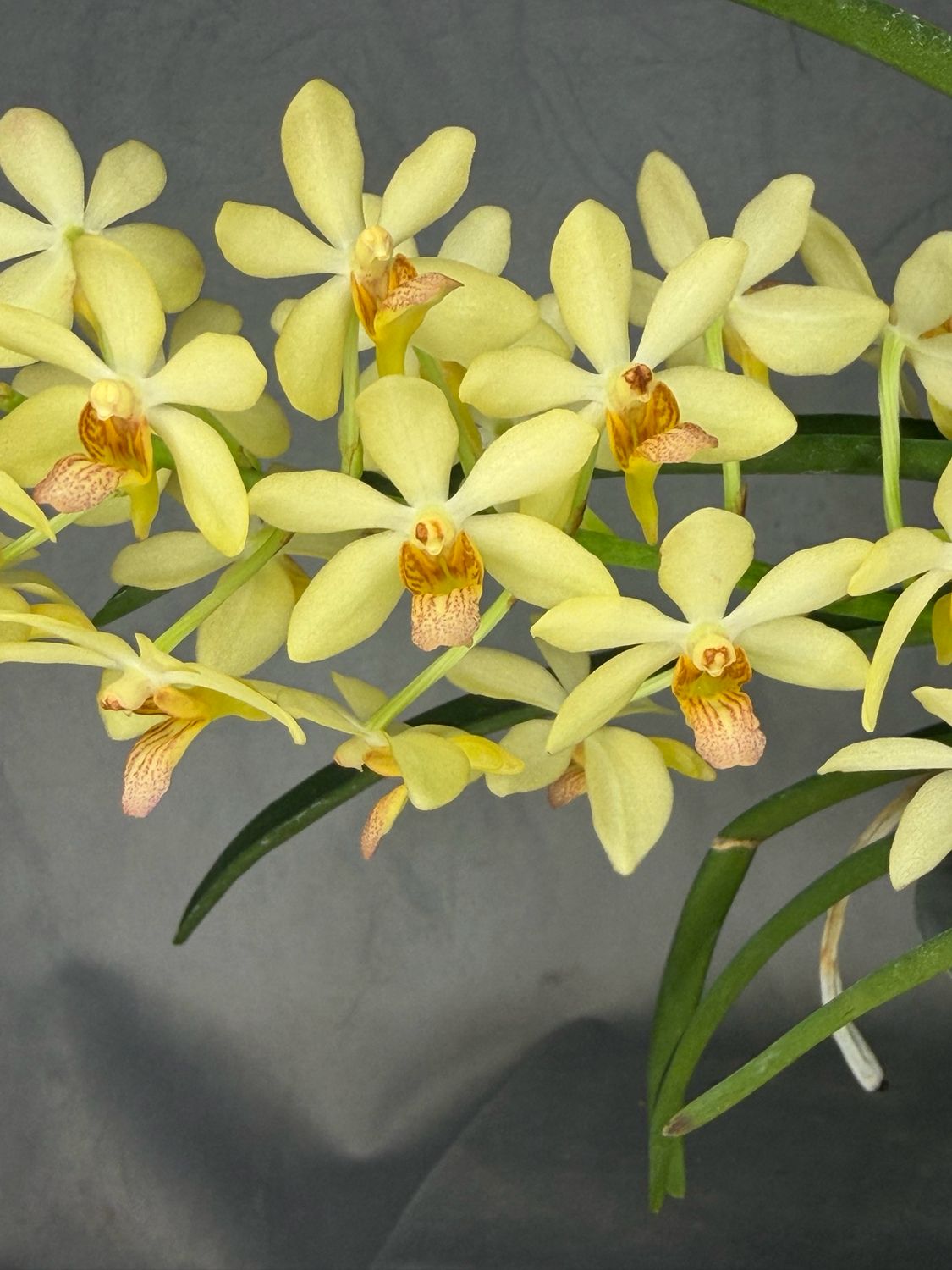 Holcostylis M S Sunlight x Asctm. aurantiacum Holcostylis M S Sunlight x Asctm. aurantiacum
