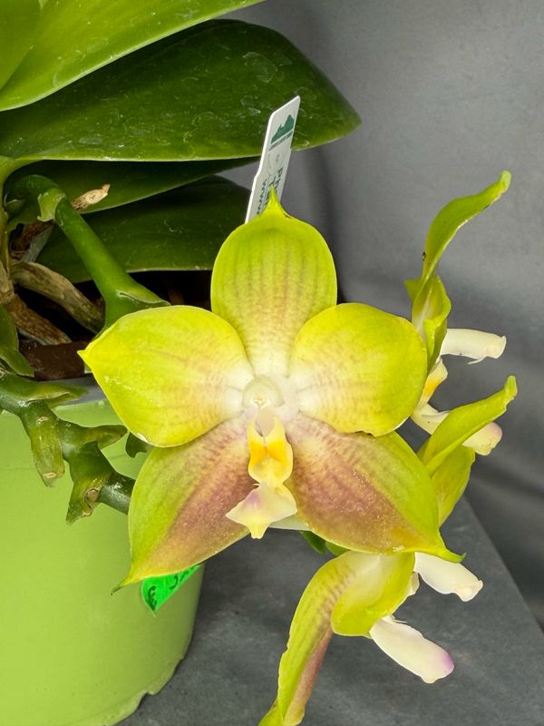Phalaenopsis Mituo Reflex Dragon 'Allura' Phalaenopsis Mituo Reflex Dragon 'Allura'