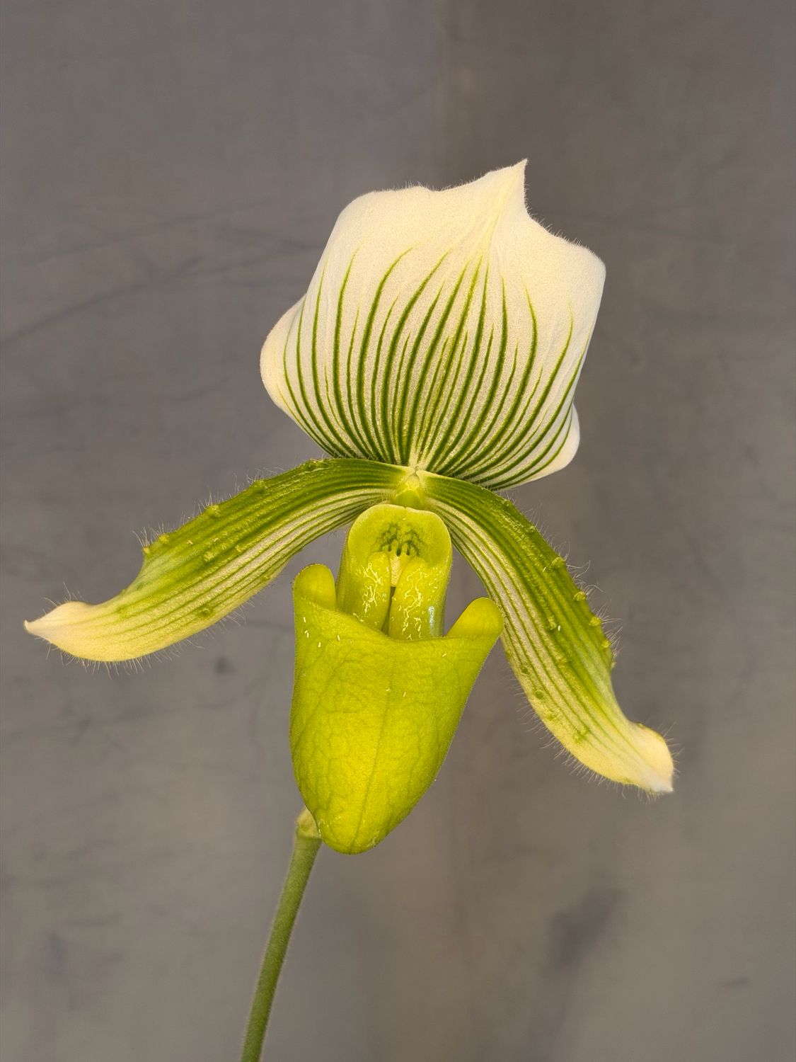 Paphiopedilum Clair de Lune Paphiopedilum Clair de Lune