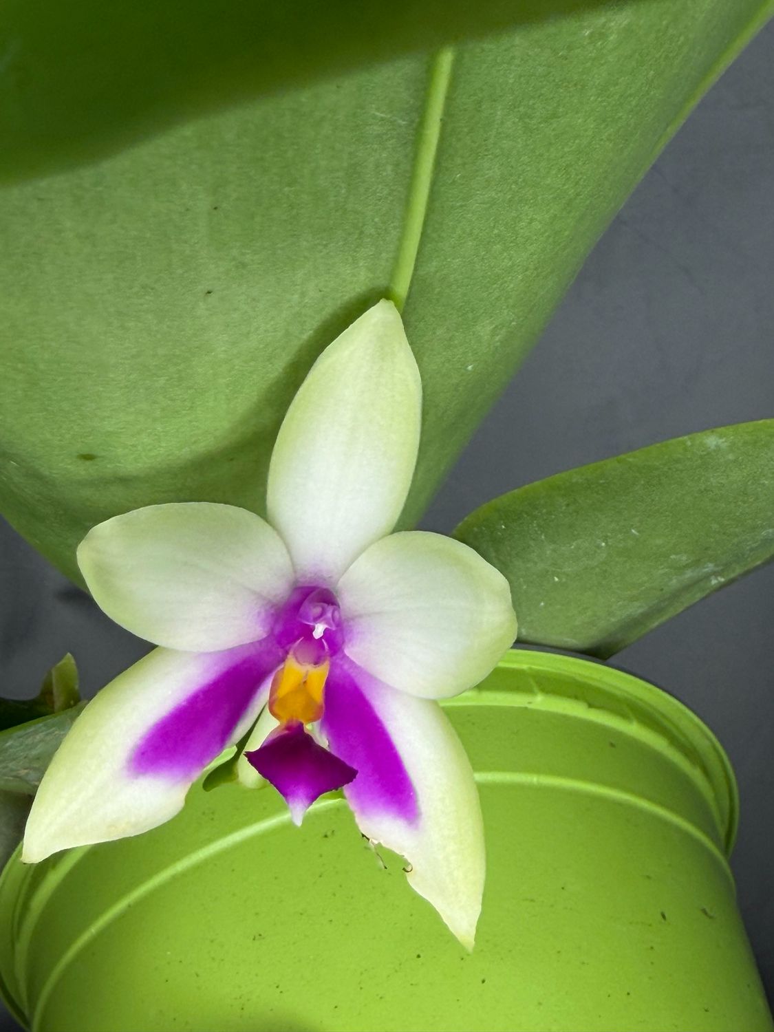 Phalaenopsis bellina 'Jungle' Phalaenopsis bellina 'Jungle'