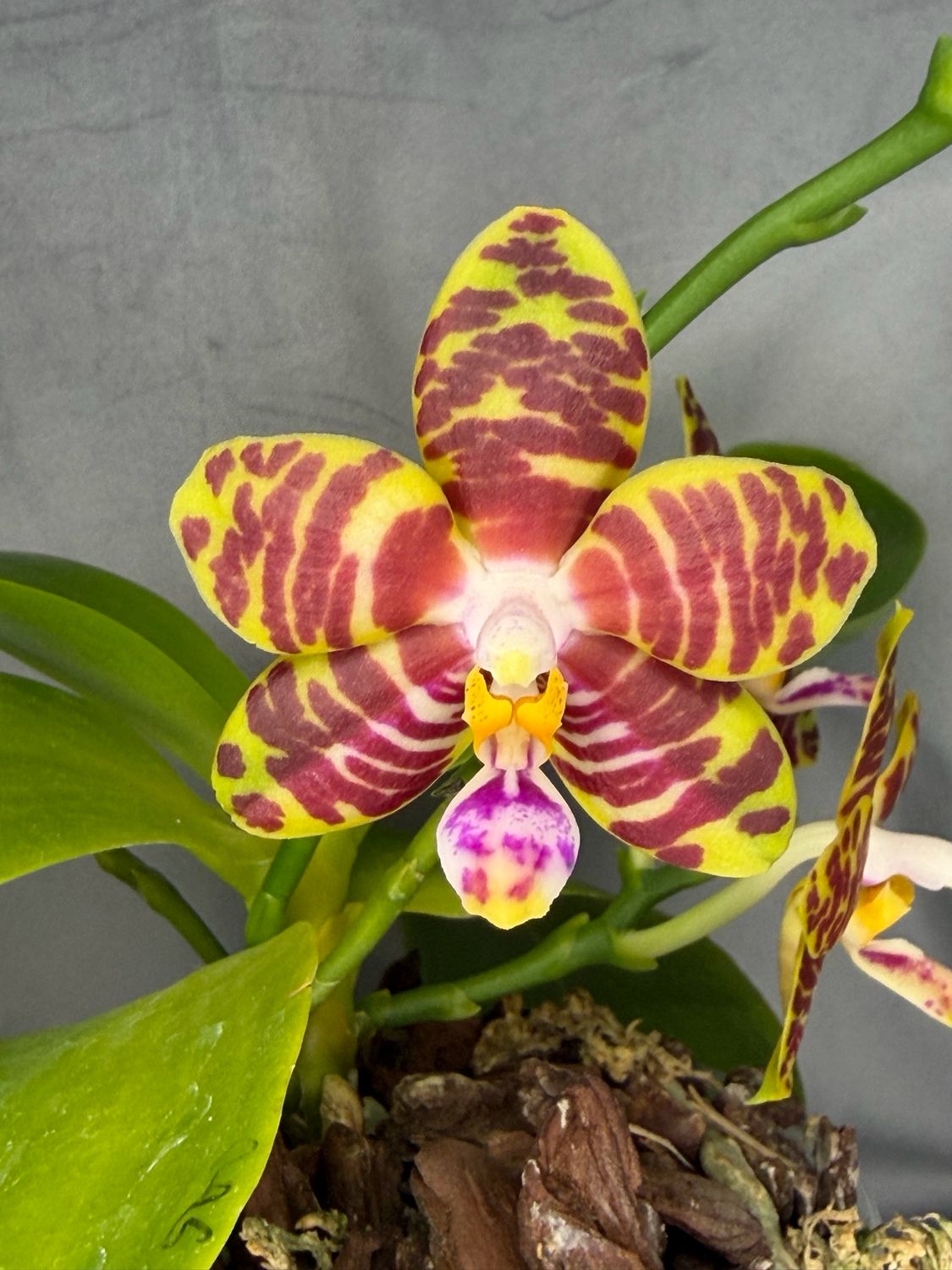 Phalaenopsis Joy Musical Notation Phalaenopsis Joy Musical Notation