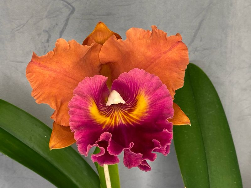 Rhyncholaeliocattleya Siam City 'No. 2' nicht blühend Rhyncholaeliocattleya Siam City 'No. 2' nicht blühend