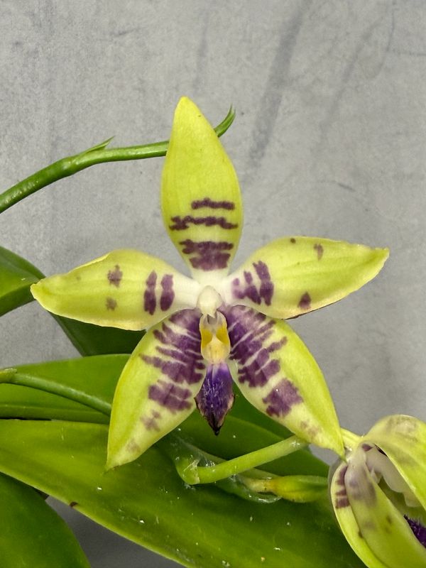 Phalaenopsis LL Blue Dora Phalaenopsis LL Blue Dora