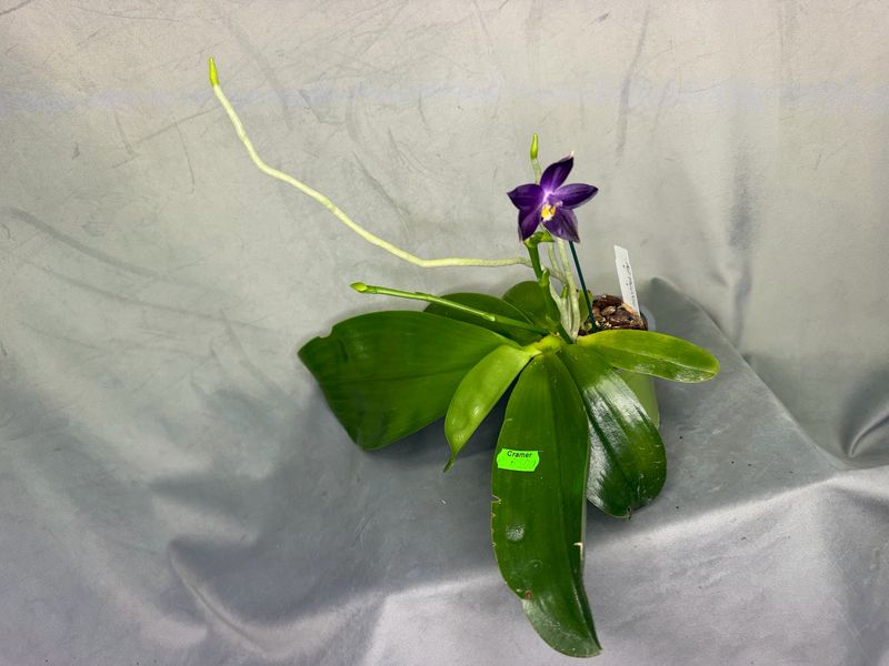 Phalaenopsis Saphire Blue Wax Elf Phalaenopsis Saphire Blue Wax Elf