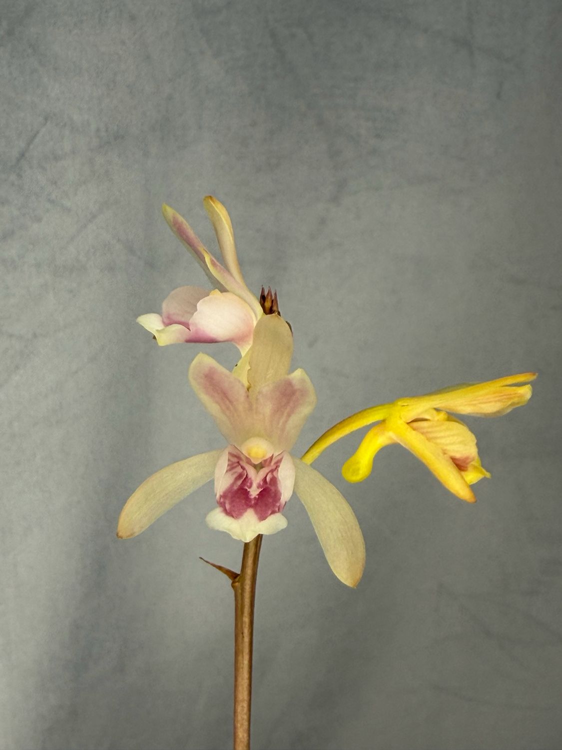 Oeceoglades monophylla