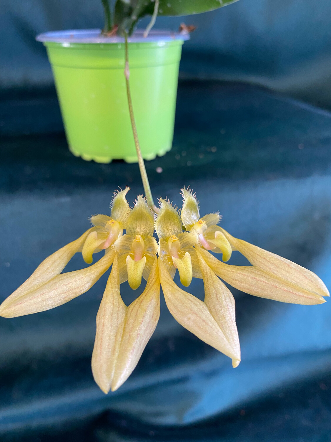 Bulbophyllum annandalei 'alba' #2 Bulbophyllum annandalei 'alba' #2