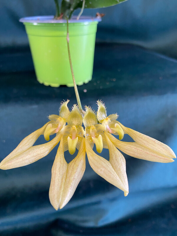Bulbophyllum annandalei 'alba' #2 Bulbophyllum annandalei 'alba' #2