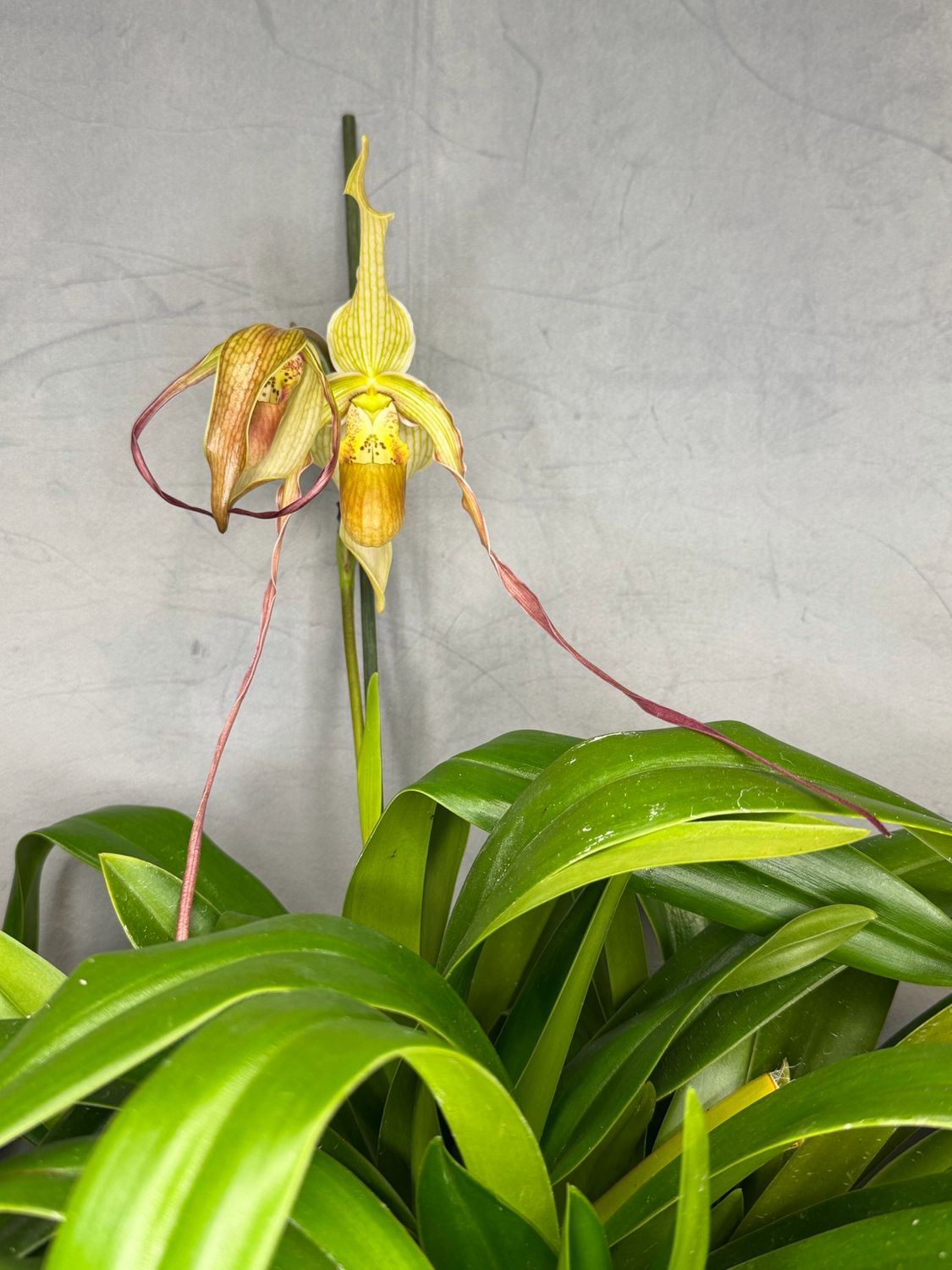 Phragmipedium Grande Phragmipedium Grande
