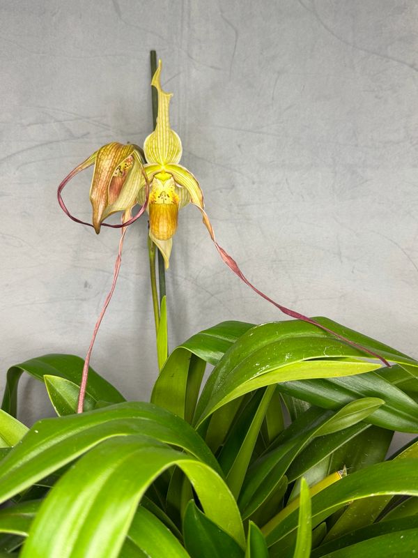 Phragmipedium Grande Phragmipedium Grande