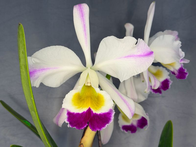 Cattleya eldorado flamea 'Fairy' Cattleya eldorado flamea 'Fairy'