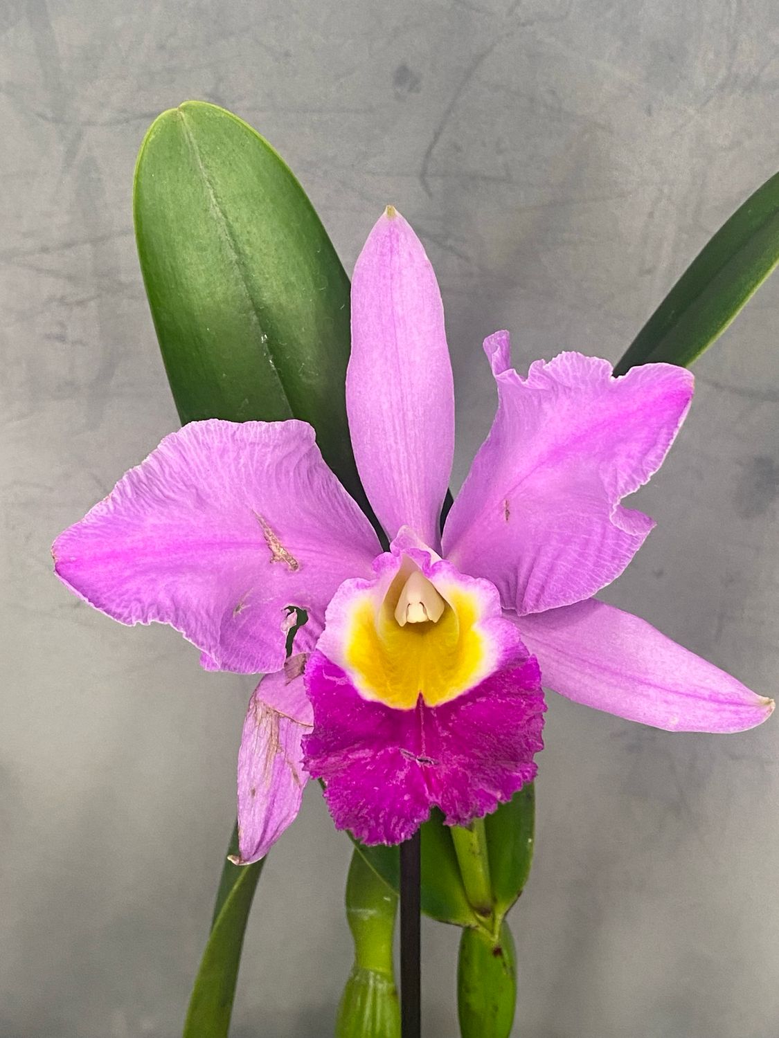 Cattleya eldorado 'M. ito' Cattleya eldorado 'M. ito'