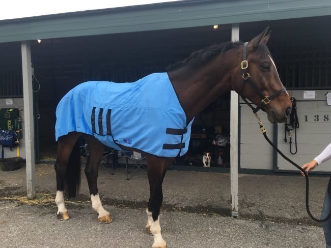 Equi Cool Down Deluxe Blanket