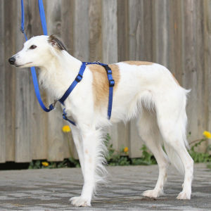 Harmony dog harness hotsell