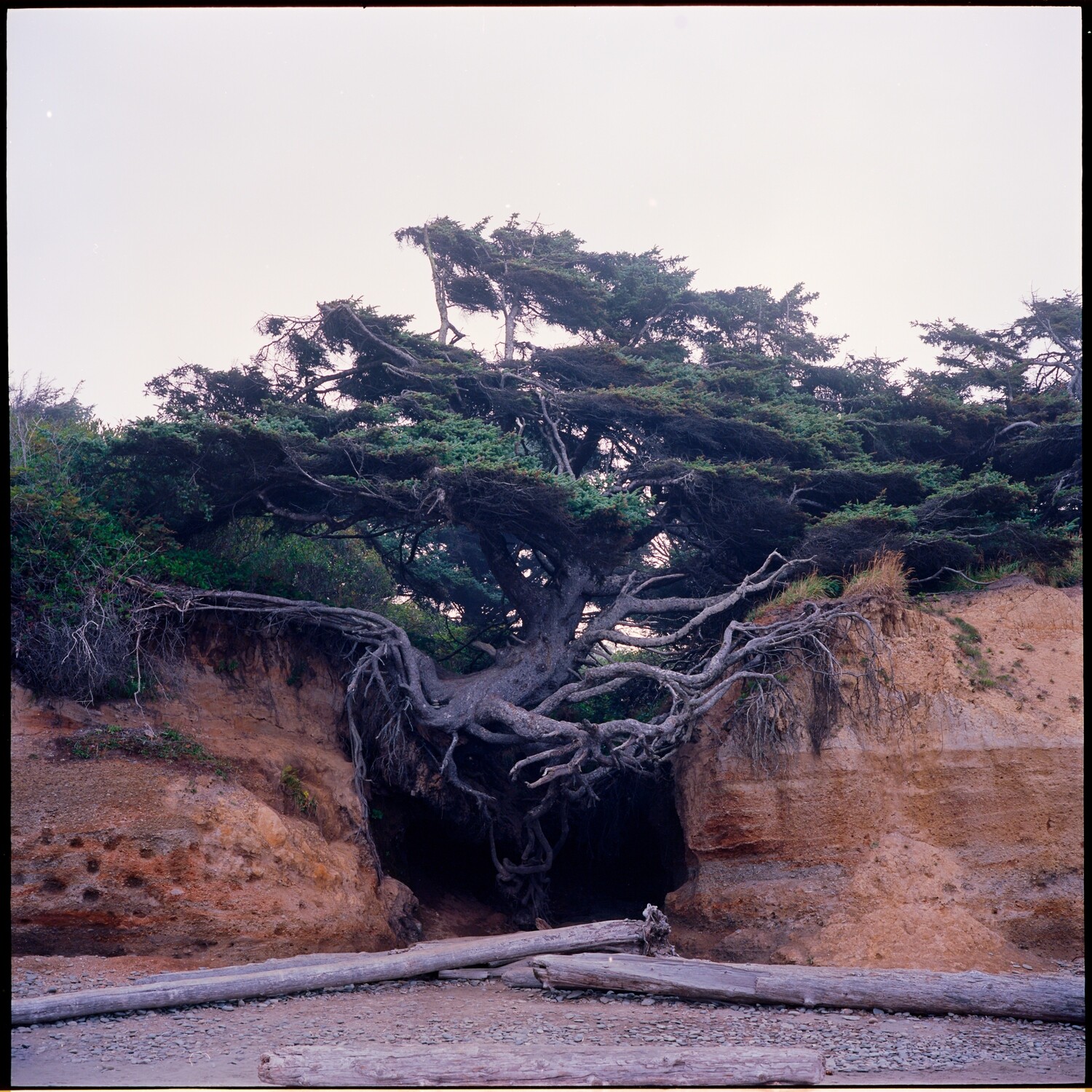 Tree of Life, Washington State