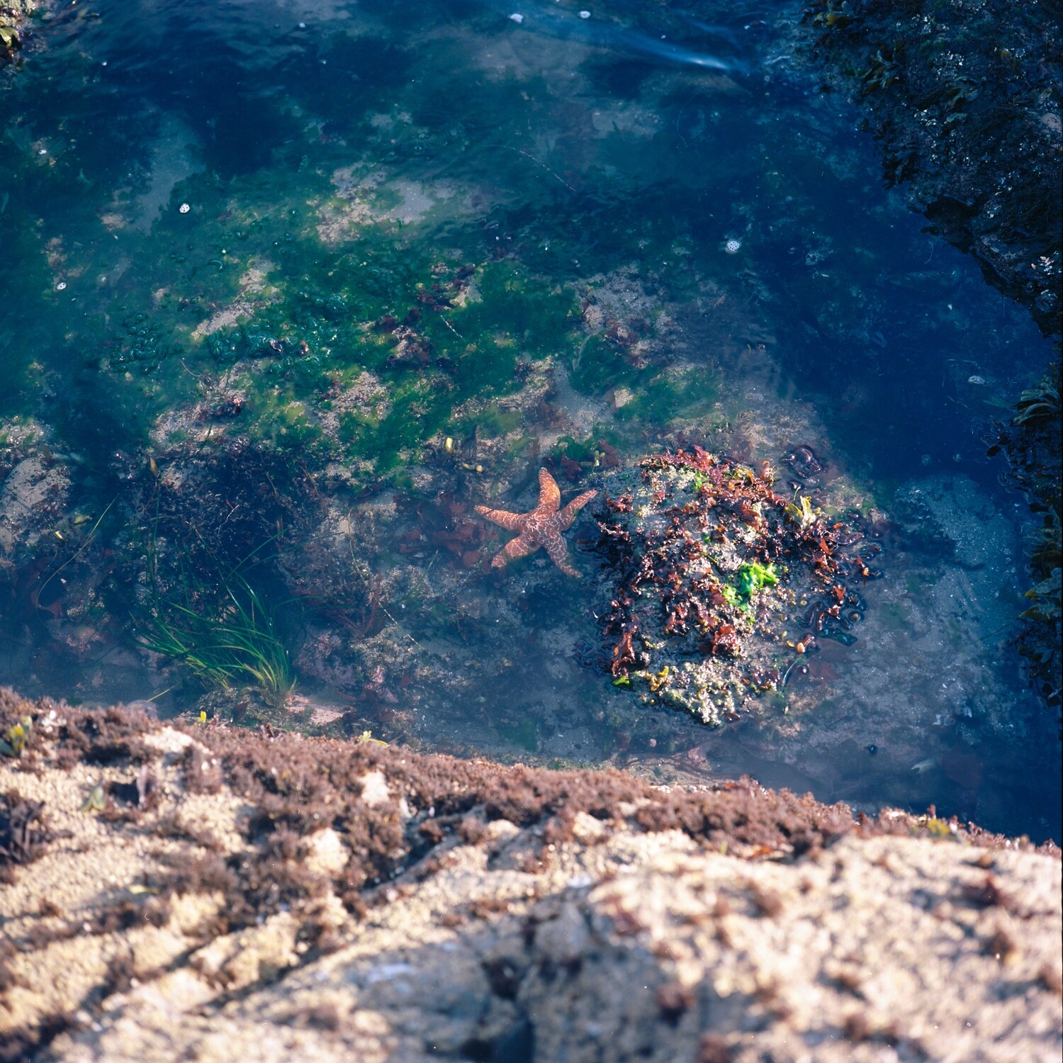 Starfish