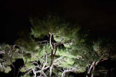 SERIES: PERCHANCE TO DREAM