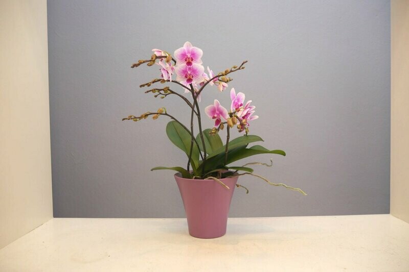 Phalaenopsis bunt