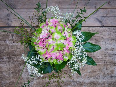 Hortensia