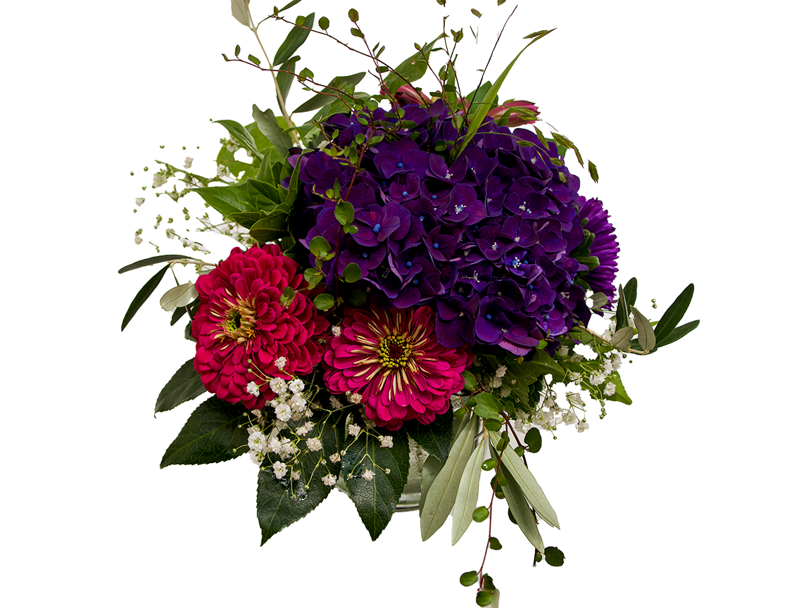 Hortensia