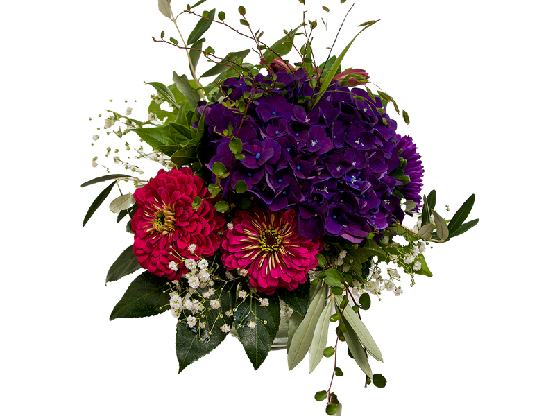 Hortensia