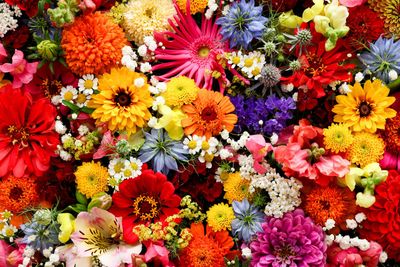 BLUMEN - UND PFLANZENABOS