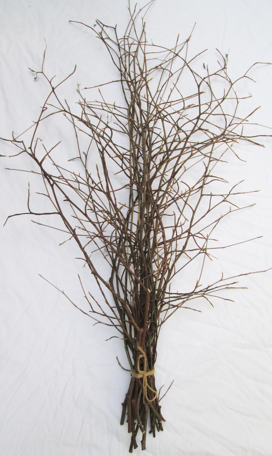 Tall Floor Natural Eco Fresh Beech Hornbeam Branch Bundle Bunch Branches Stem Decoration Decor 30 Twigs 90cm