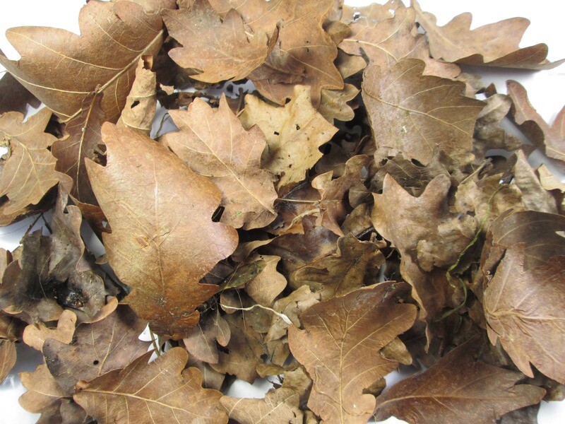 8L Organic Dried Autumn OAK Leaves Leaf Litter Reptiles Isopod Bioactive Insects Snakes Vivarium