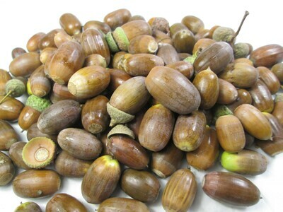 50 Real Natural Organic English Oak Acorns Acorn Seeds For Craft Wreaths Spells Art Decor