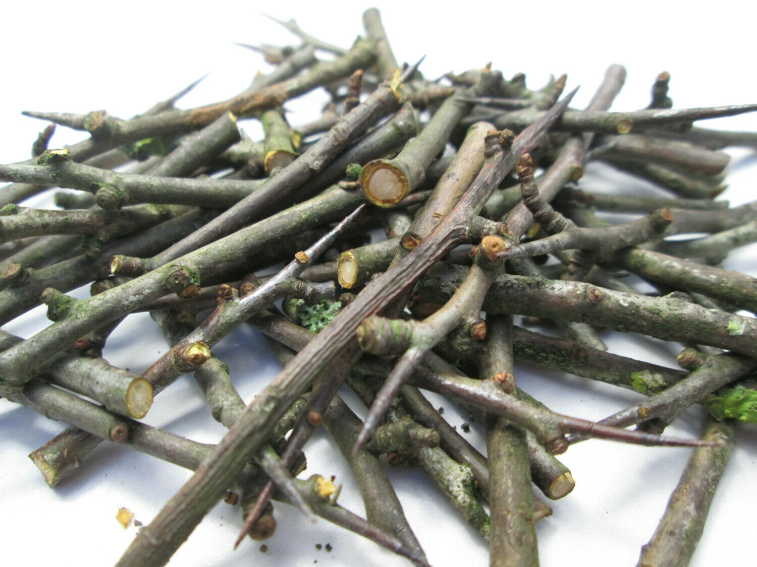 50 Natural Organic English Hawthorn Thorns Pagan Wiccan Witch Shaman Spells Curios Talisman Supplies