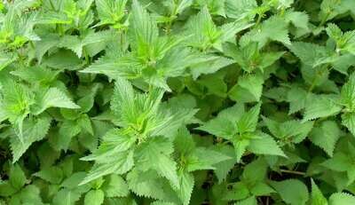 10 x Roots of Wild Stinging Nettle Urtica Dioica - Edible