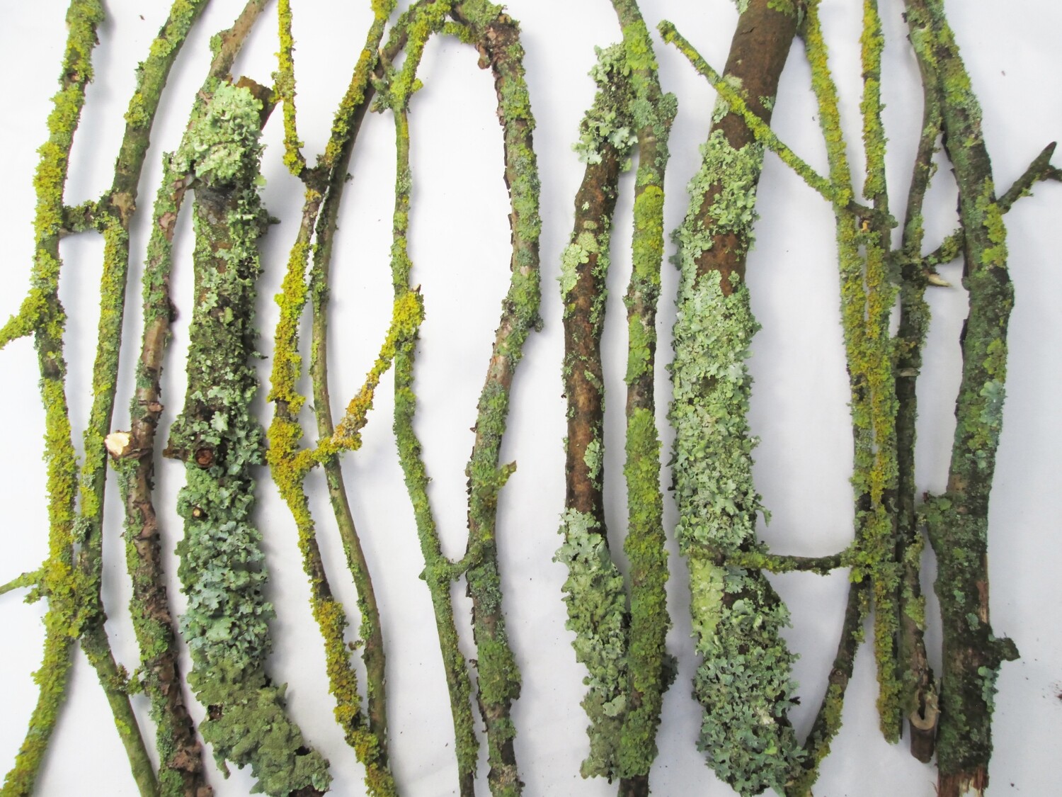 15 English Live Fresh Living Lichens on Branches Sticks Twigs for Terrariums Wreaths Floristry Supplies