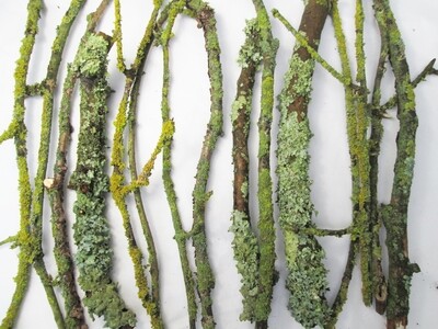 15 English Live Fresh Living Lichens Branches - Snails Isopod Millipedes Treat