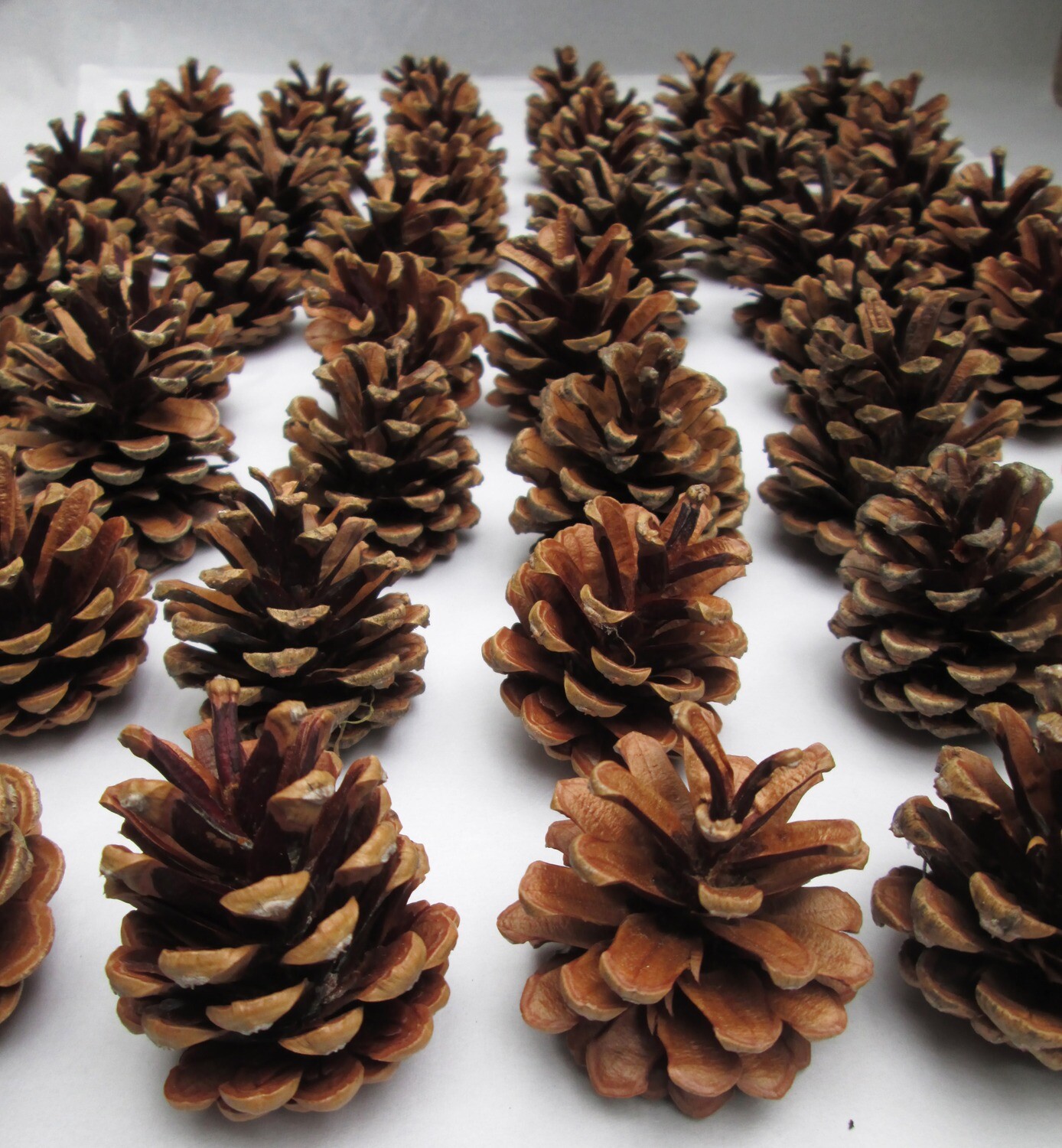 60 x Premium Organic Natural Real Scots Fir Pine Cone Decoration Floral Wreaths Christmas Supplies