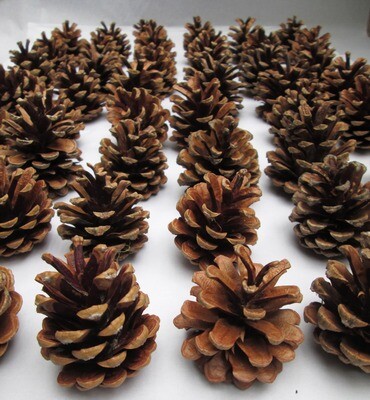 60 x Premium Natural Real Scots Fir Pine Cone Decoration Floral Wreaths Christmas Supplies