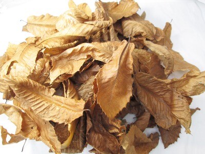 100 6L Dried Organic SWEET CHESTNUT Leaves Leaf Litter Reptiles Isopod Bioactive Springtails Insects Vivarium