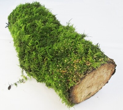 Premium Live Fresh Living Green Moss Growing on LOG Mossy Covered Wood Branch Stick Terrarium Mossarium Supplies