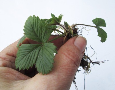 10 x Wild Alpine Strawberries Bare Rooted Plug Plants Full Hardy Edible Fruit
