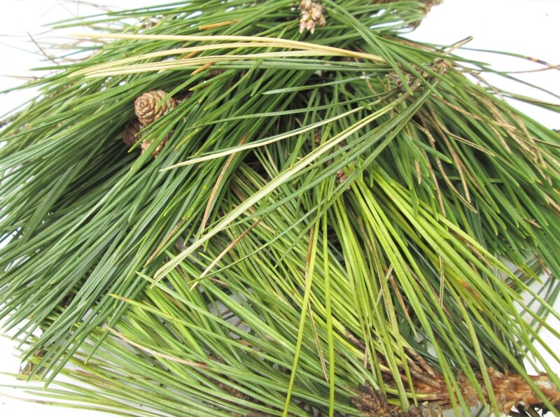 Fresh Wild Organic Scots Scotch Pine Suramin Needles Pinus Sylvestris  200g 6Oz 4L