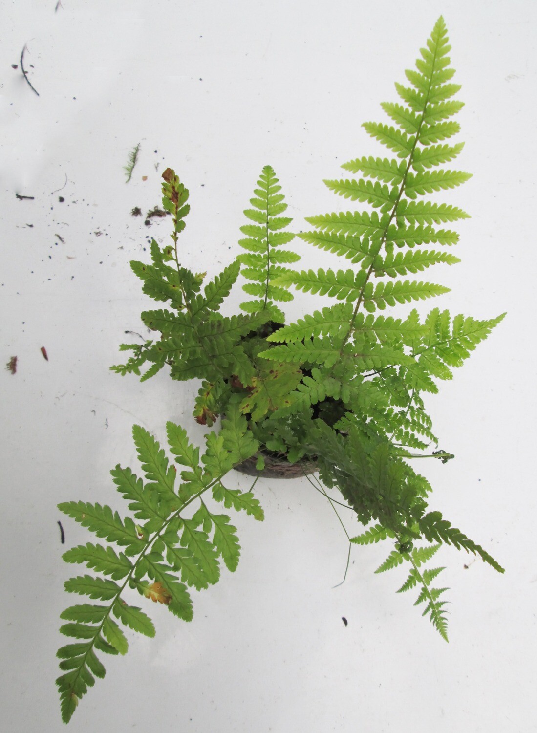 Bare Rooted Native Woodland Ferns Plants Perennial Shade Hardy