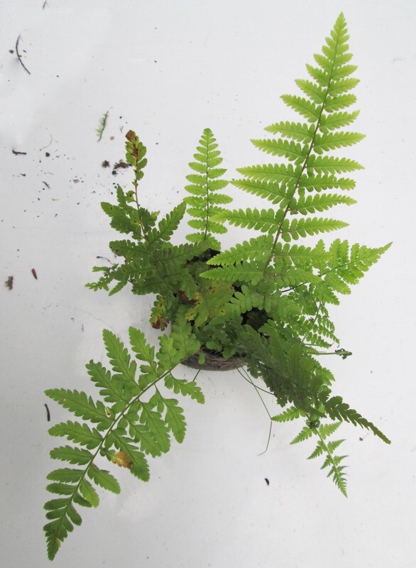 Bare Rooted Native Woodland Ferns Plants Perennial Shade Hardy