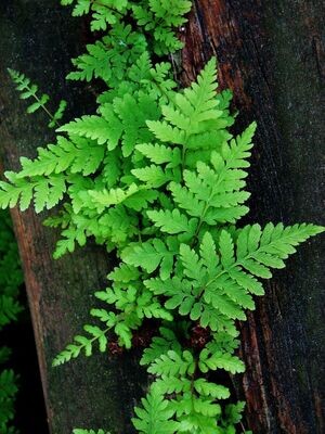 Plants