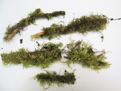 5 x Small Pieces of Mossy Wood with Live Fresh Living Green Moss Growing Moss Covered Wood Bark Branch Stick Terrarium Mossarium Supplies