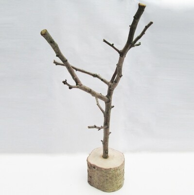 Handmade English Birch Rustic Natural Tree Branch Stick Wooden Jewellery Necklace Organiser Display Stand