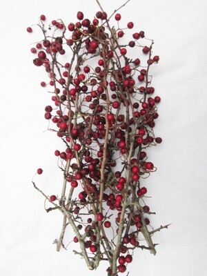 6 Natural Real Dried Red Hawthorn Berries NO LEAVES Stems Branches Bunch For Posies Wreath Boutonnieres Corsage